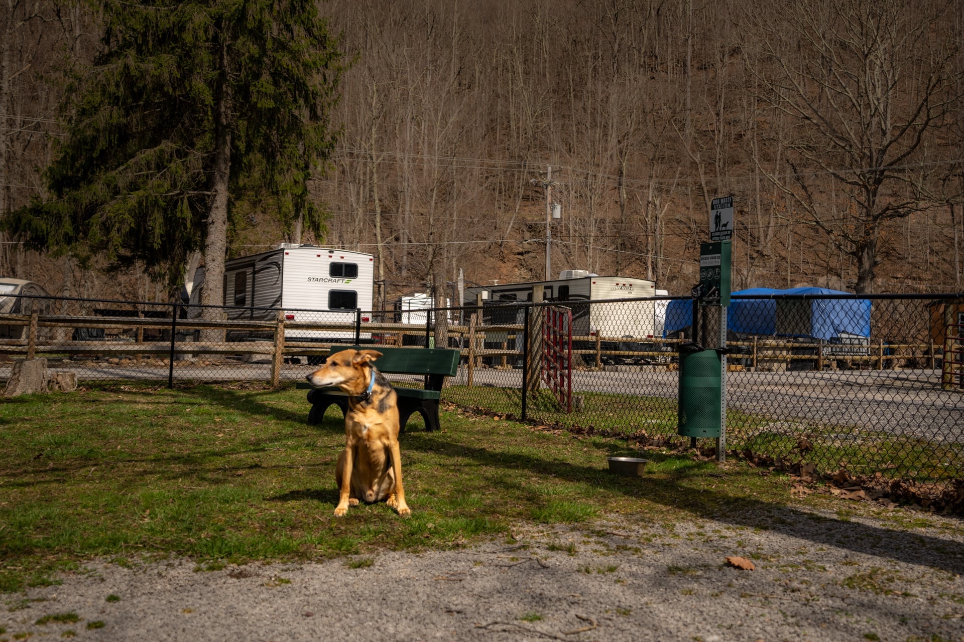 A brown dog sits on grass in a fenced area with several RVs and trailers parked in the background near trees.